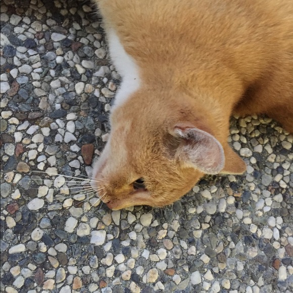 Meet your Posher, Ila - Picture 1 of 1